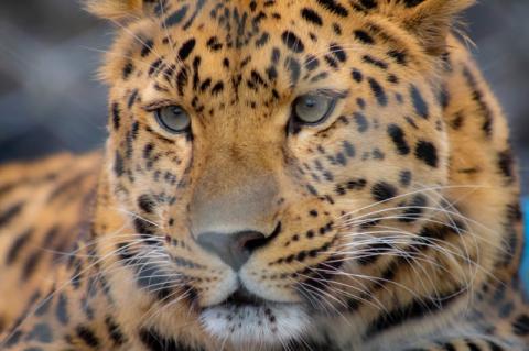 The Amur Leopard at the Central Florida Zoo.