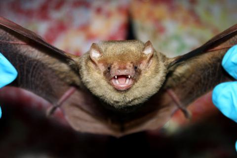 Bat maternity season begins April 15 and runs through Aug. 15, and during this time it’s illegal to block bats from their roost.
