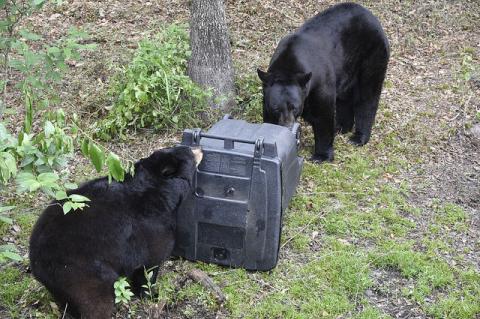 Several were arrested for baiting and taking Florida black bears. 