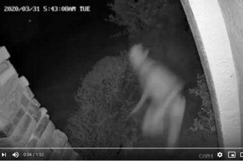 Camera footage shows the man attempting to break into one home in Deltona. 