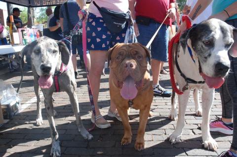 This happy group (above) includes Gravy, a Great Dane; Hank Hoagie, a French mastiff; and possibly the largest dog at the Festival, Bacon. They are from DeBary with owners, Jolie and Michael Farris, and walker Adrian Brezinski. 