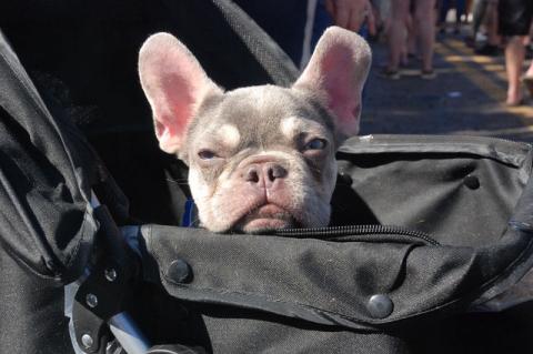 The 10th annual Sanford Pints n’ Paws Craft Beer Festival brought some of the cutest pups as well as dozens of local brews to sample on Saturday. Bentley is a 4-month-old French bulldog (above) who was getting a bit sleepy after all the activity in the sun Saturday. He is owned by Alyse Pickard of Sanford. 
