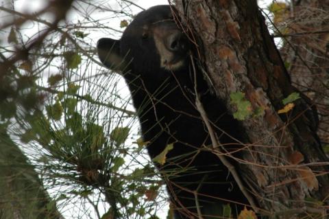 Juvenile bears may be seen in unexpected areas in spring and summer time.