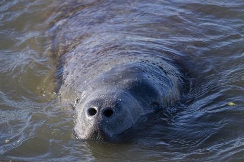 Manatees depend on water generally warmer than 68 degrees Fahrenheit to survive the winter, so in the fall they travel to Florida springs, power plant discharges and other warm-water sites.