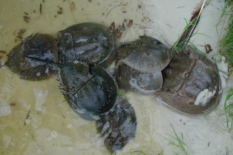 Mating horseshoe crabs are most likely to be seen on shorelines at high tide.