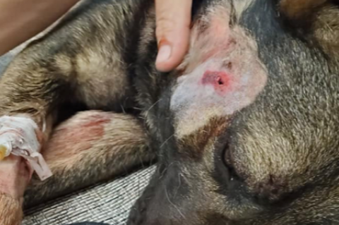 K-9 Endo with his bullet wounds.