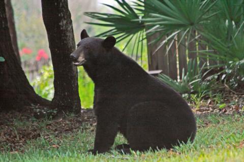 Florida black bears have been known to be active in areas of Seminole County in recent years. 