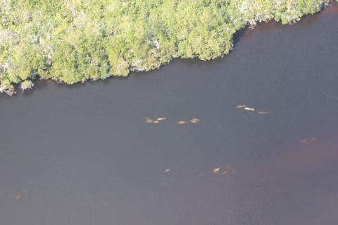 Results from the study showed there were between 7,520 and 10,280 manatees in Florida.