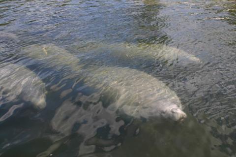 November is Manatee Awareness Month, and the Florida Fish and Wildlife Conservation Commission is urging boaters to be on the lookout when out in the water. 