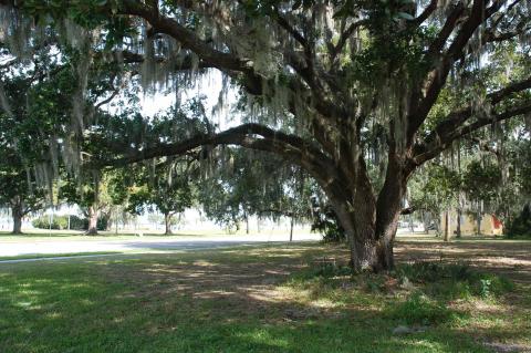 City commissioners approved the purchase of the property at 1st Street and Pine Avenue (above), which faces Fort Mellon Park and contains many older oak trees.
