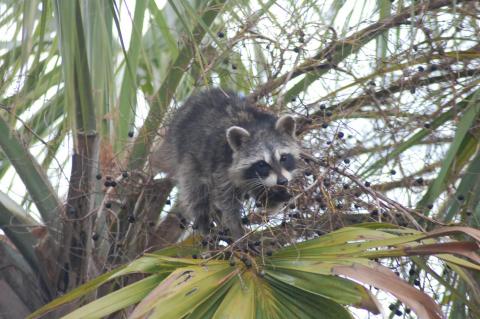 Seminole County officials are warning those in the Sanlando area about possibly rabid animals after a rabid raccoon bit someone. 