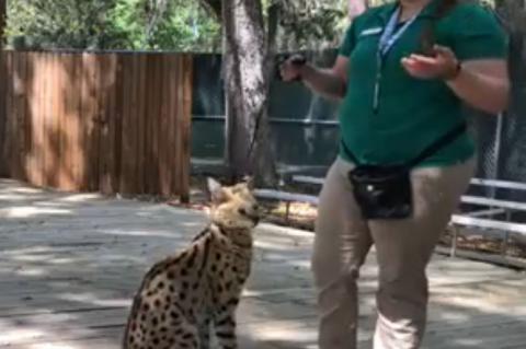 An Animal Ambassadors Keeper teaches about the serval during a Facebook video posted this week.