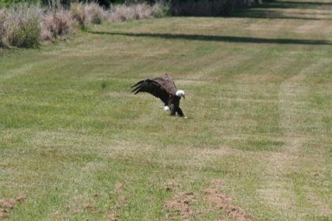 In addition to flooding complaints, residents of Celery Key said the Celery Oaks development is also putting a pair of protected Bald eagles at risk.
