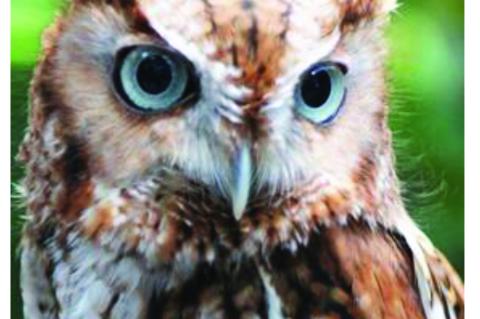 Sanford is a red morph Eastern screech-owl.