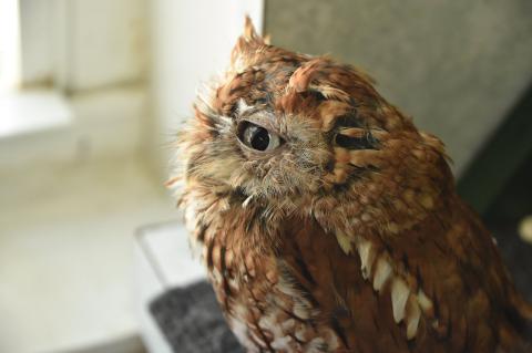  Sanford is an 11-year-old Screech Owl that weighs less than a half-pound.