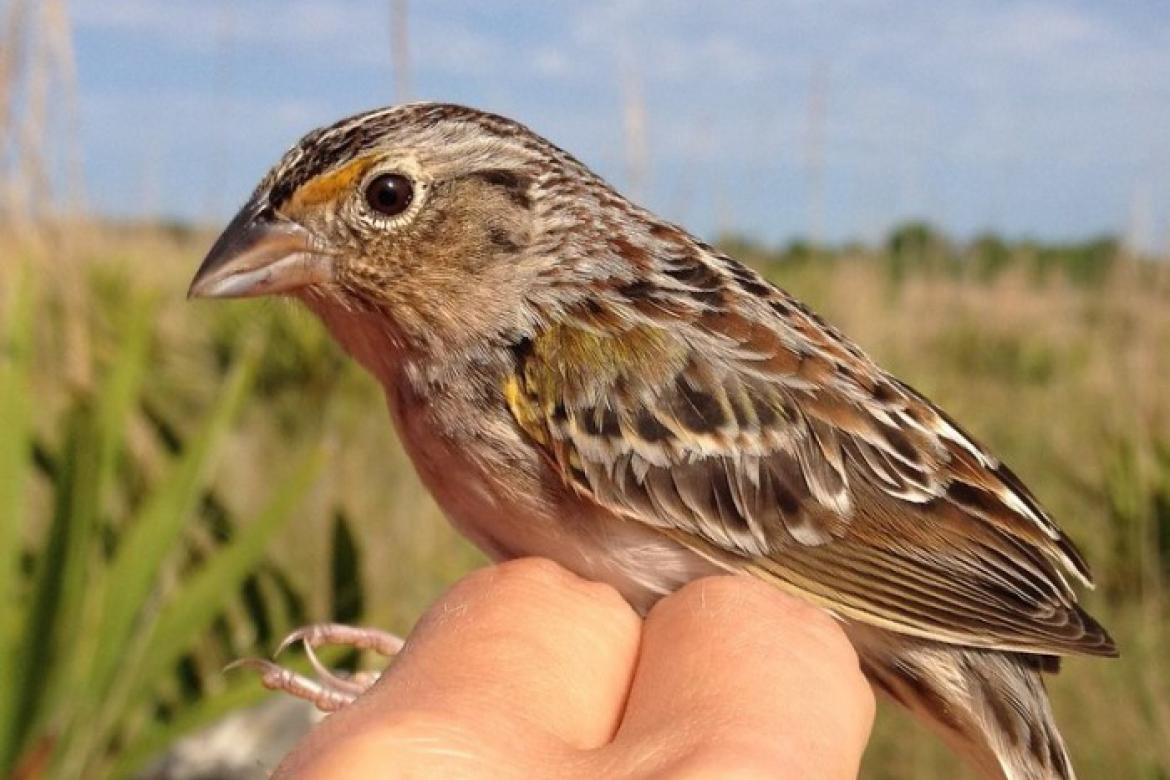 Florida grasshopper sparrow populations were on the decline prior to 2019 due to habitat loss, among other factors. 